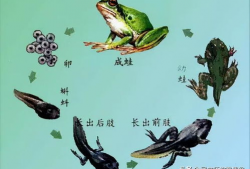 小蝌蚪视频,一场奇妙的蜕变之旅