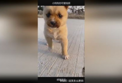 可爱狗狗视频,狗狗视频里的欢乐时光